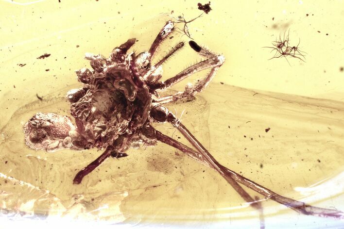 Partial Fossil Daddy Long-Leg in Baltic Amber #343374